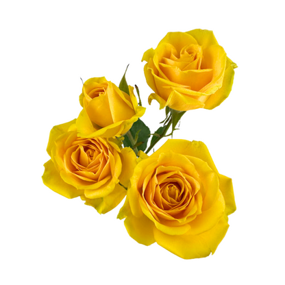 SPRAY ROSE YELLOW BABE (10 STEM BUNCH)