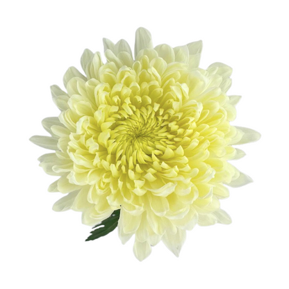 Chrysanthemum Disbud White Magnum (10 stem bunch)