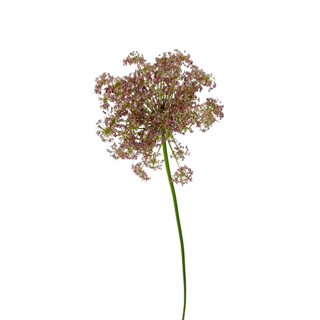 Queen Anne's Lace Pink