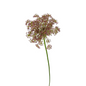 Queen Anne's Lace Pink (10 stem bunch)