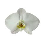 Orchid Phalaenopsis Plant White