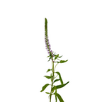 Veronica Pink (10 stems)