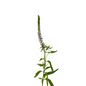 Veronica Pink (10 stem bunch)