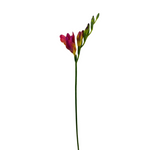 Freesia Hot Pink