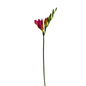 Freesia Hot Pink (10 stem bunch)