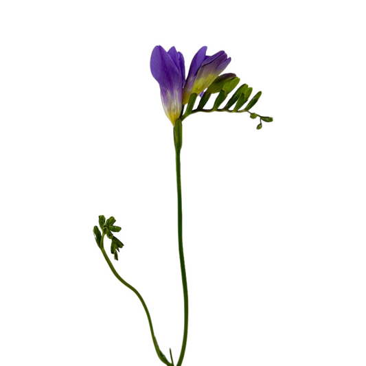 Freesia Lavender