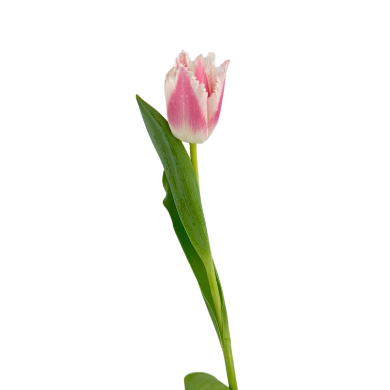 Tulip Frill Bicolor Pink Bell Song