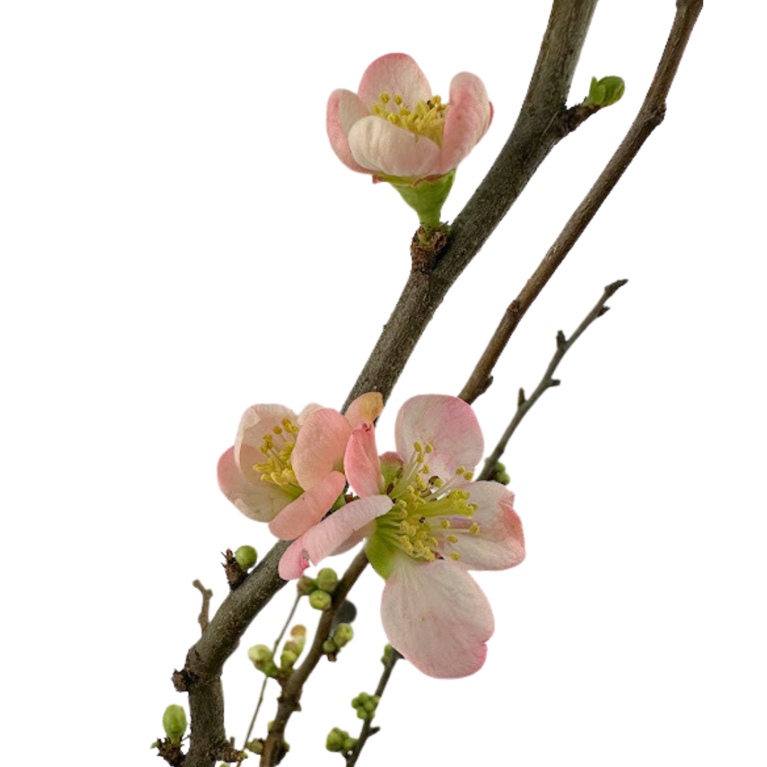 Flowering Branch Quince