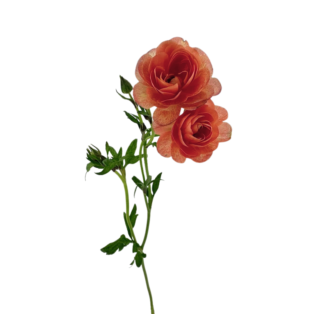 Ranunculus Butterfly Salmon