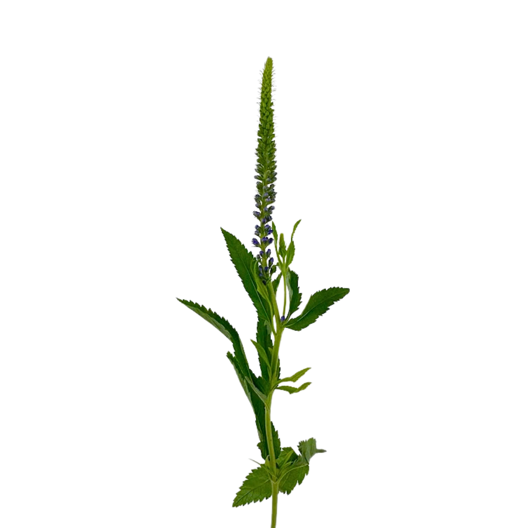 Veronica Blue (10 stems)