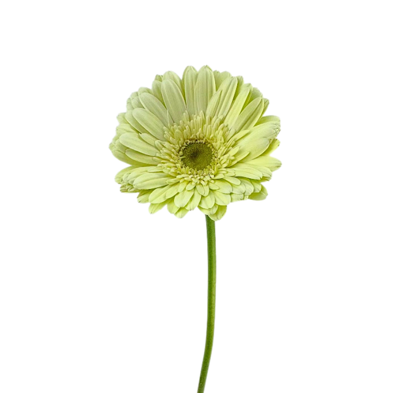 Gerbera Light Center White (10 stems)