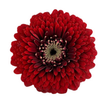 Gerbera Gerrondo Red