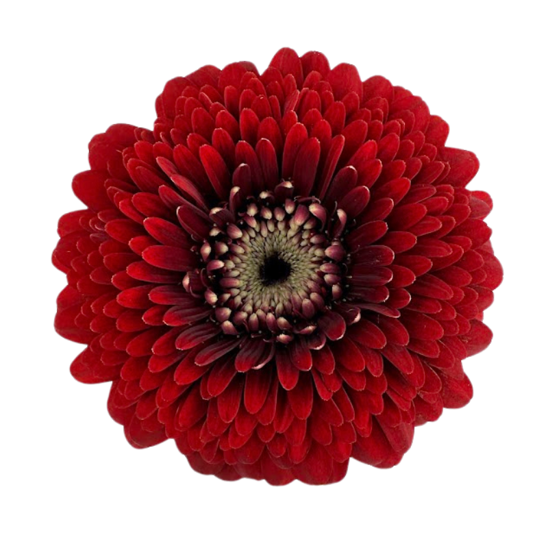 Gerbera Gerrondo Red