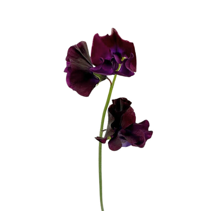 Sweet Pea Burgundy (10 stem bunch)