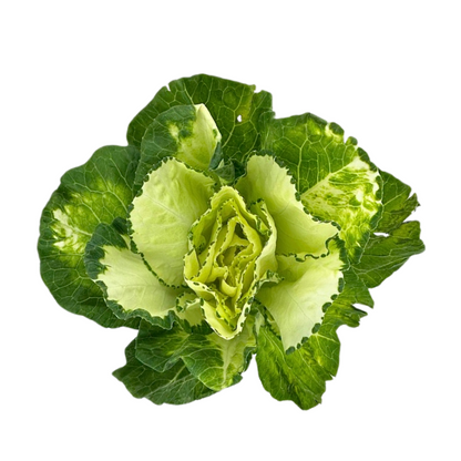 Kale White (5 stem bunch)