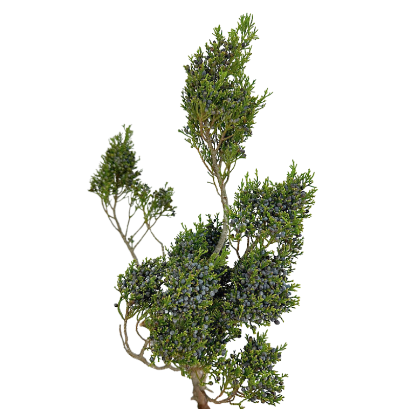 Blue Berry Cedar