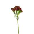Yarrow Red (10 stems)