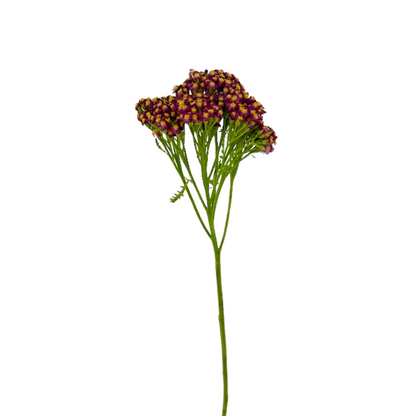 Yarrow Red (10 stem bunch)