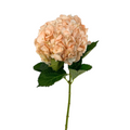 Hydrangea Tinted Peach