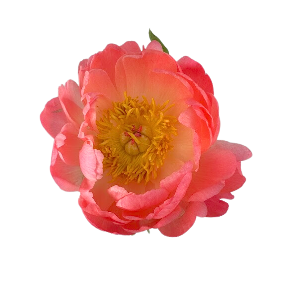 Peony Coral (5 stems)