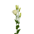 Lisianthus Brillianthus White (7 stems)