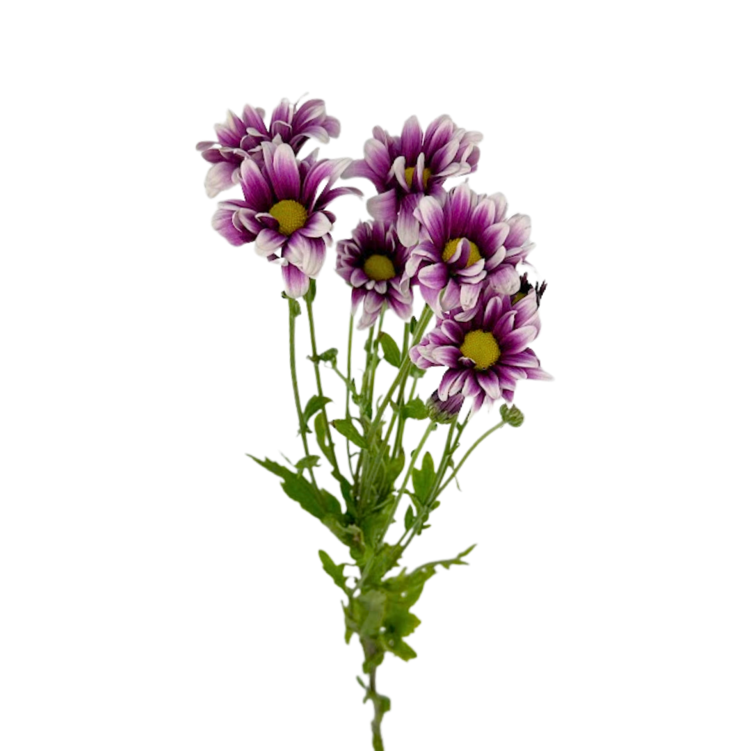 Pompom Daisy Bicolor Purple (7 stems)