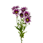Pom Daisy Bicolor Purple (7 stem bunch)