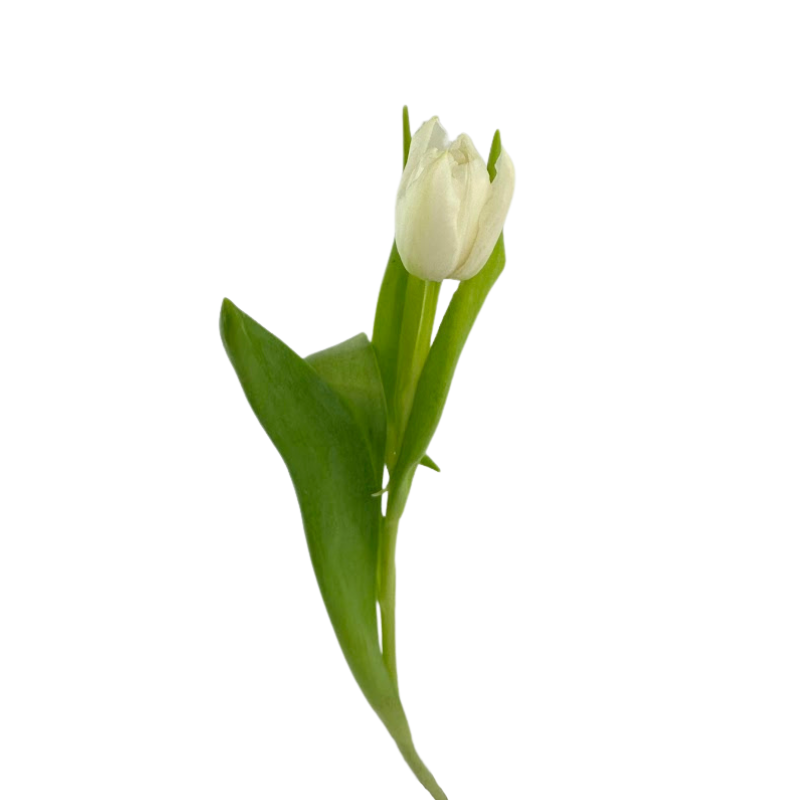 Tulip Double White
