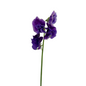Sweet Pea Purple (10 stem bunch)