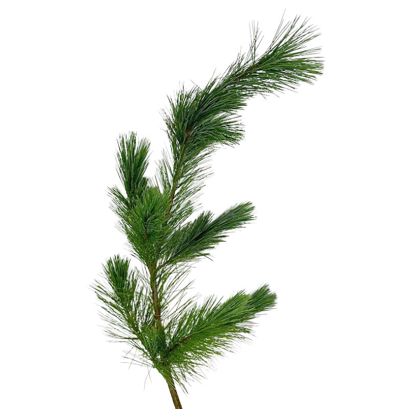 Princess Pine – Metro Flower Market