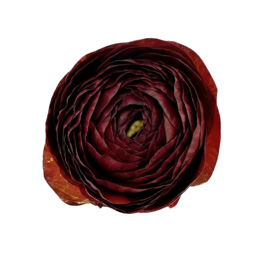 RANUNCULUS RED CIOCCOLATO (10 stem bunch)
