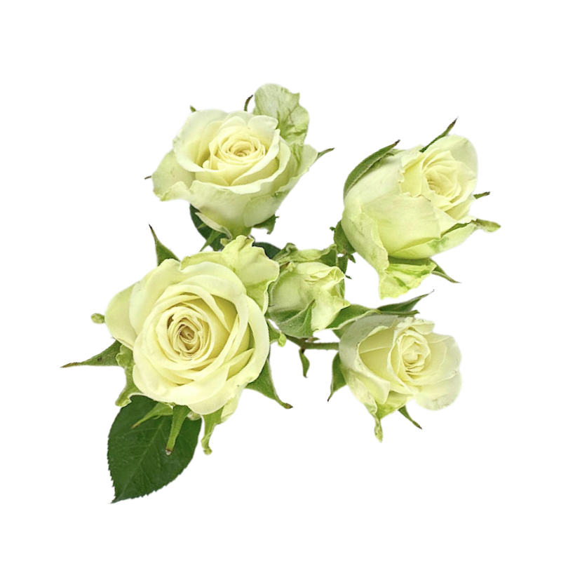 SPRAY ROSE WHITE SNOWFLAKE (10 STEM BUNCH)