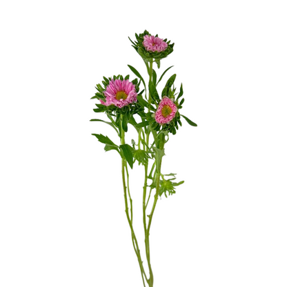 Matsumoto Light Pink (10 stem bunch)