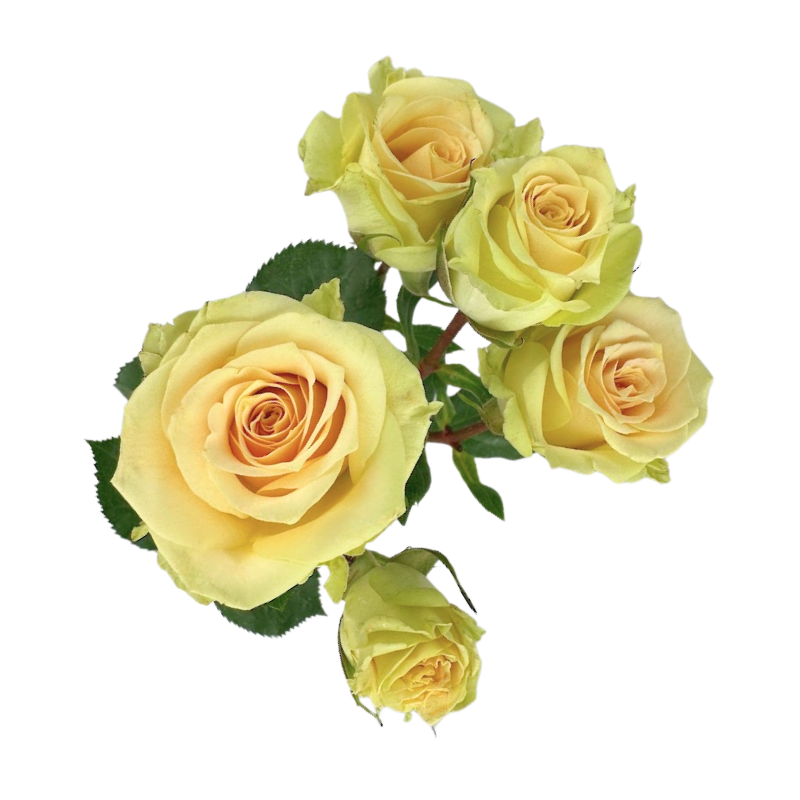 Spray Roses Peach (10 stems)