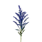 Solidago Tinted Blue (Box-120 stems)