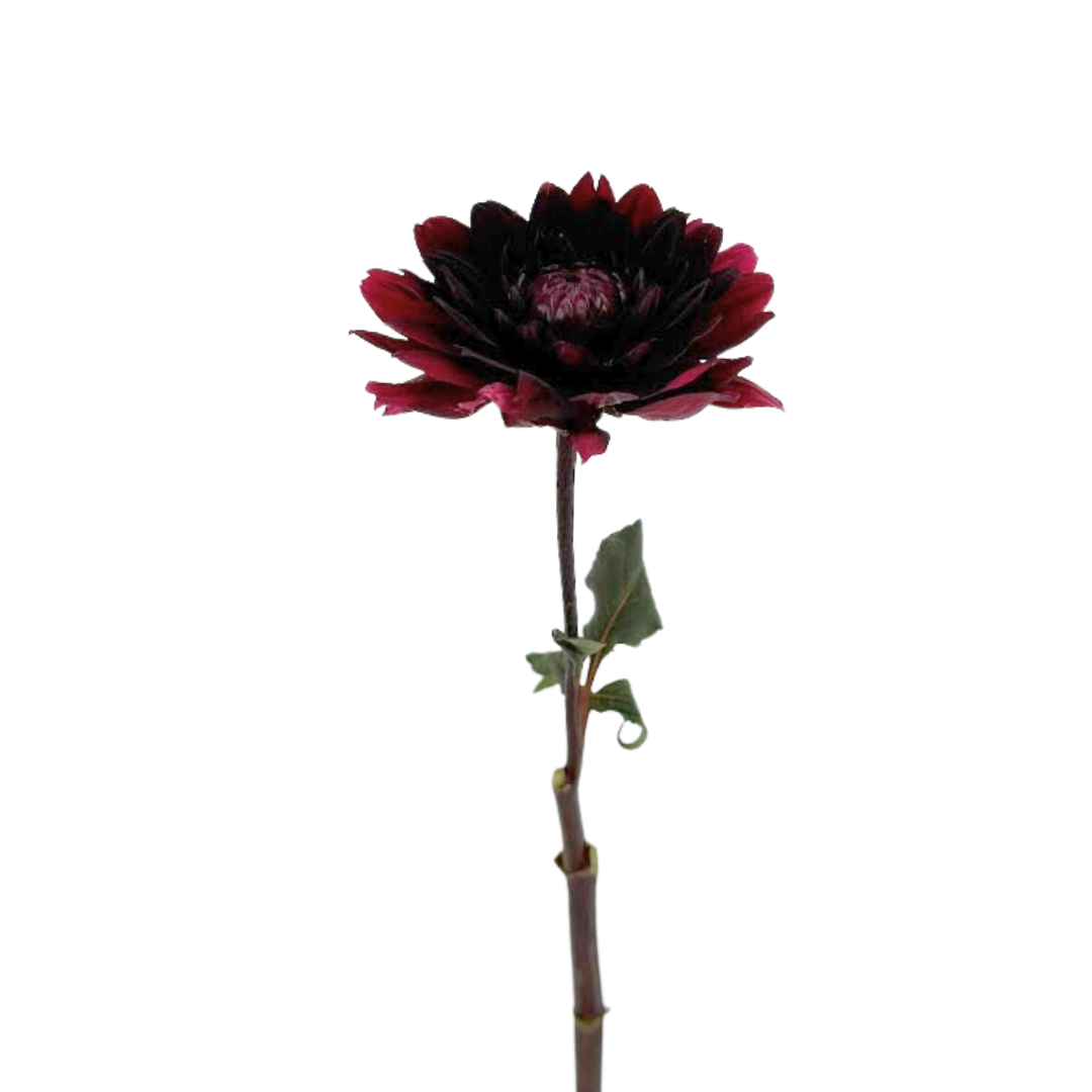 Dahlia Burgundy (5 Stems)