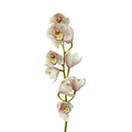Orchid Cymbidium Blush (Stem)