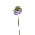 Scabiosa Lavender (10 stems)