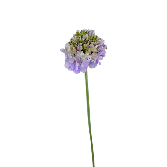 Scabiosa Lavender (10 stems)