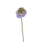 SCABIOSA LAVENDER (10 STEM BUNCH)