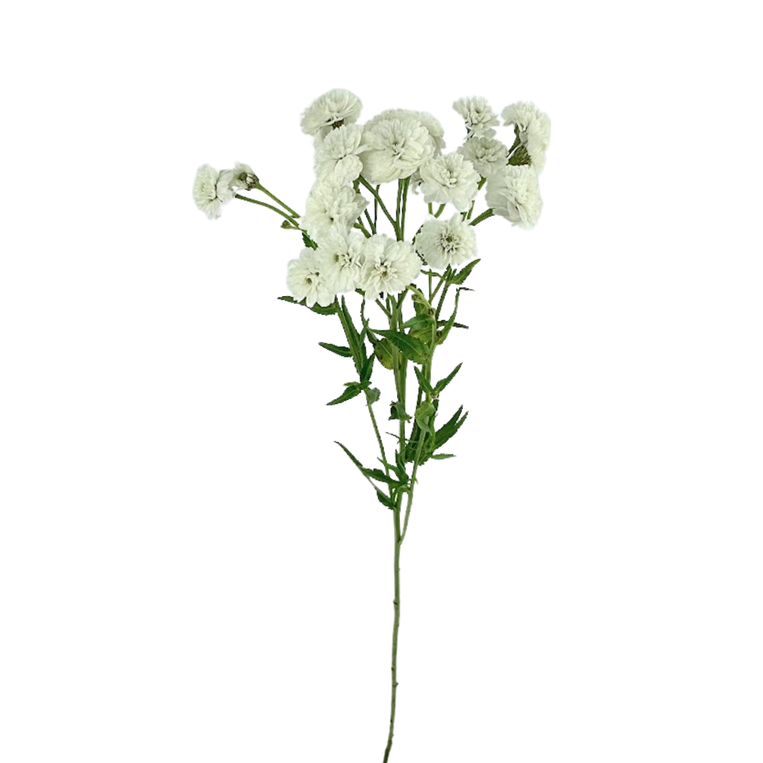 Feverfew Lilliput