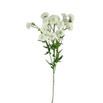Feverfew Lilliput