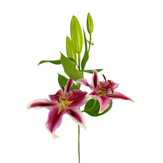 Oriental Lily Stargazer (10 stems)