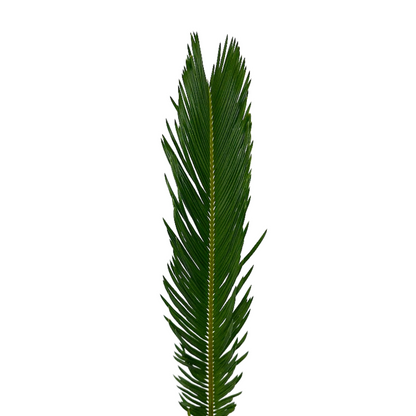 Sago Palm (10 stem bunch)