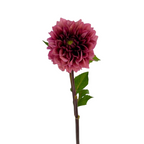 Dahlia Dark Pink (5 Stems)