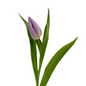 Tulip Lavender (10 stem bunch)