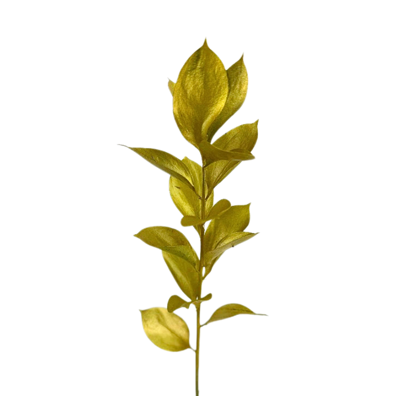Ruscus Israeli Tinted Gold (10 Stems)
