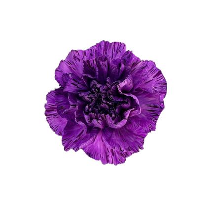 Carnation Purple Moonstrike (20 stem bunch)