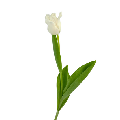 Tulip Ruffles White (10 stem bunch)