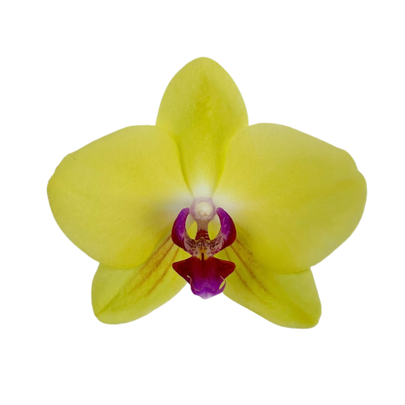 Orchid Phalaenopsis Plant Yellow
